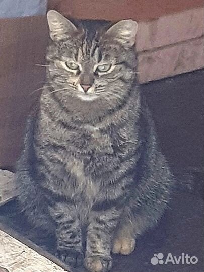 Кошка бесплатно