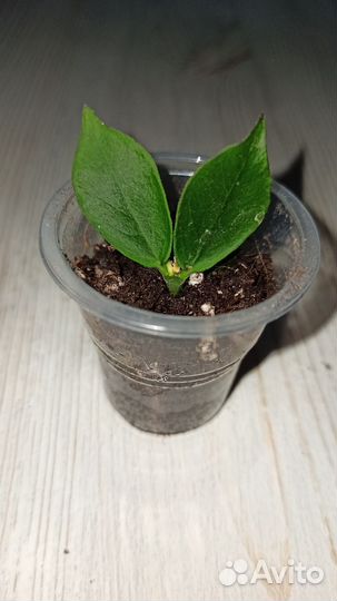 Хойя продажа