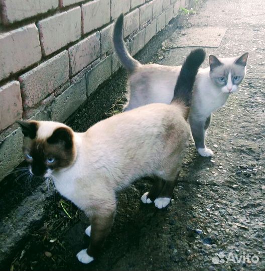 Сиамска тайские котята