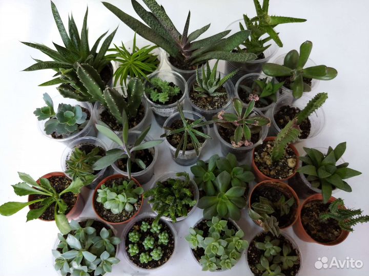 Кактусы и суккуленты