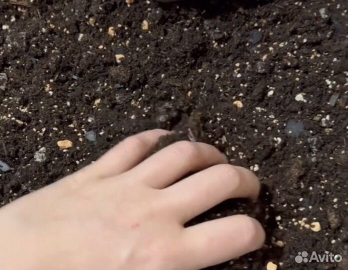 Комнатные цветы,Грунт для комнатных растений