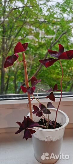 Кислица фиолетовая