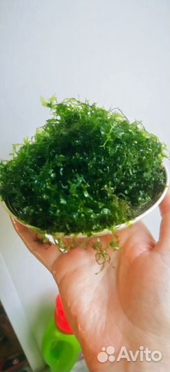 Ламариопсис, анубиас