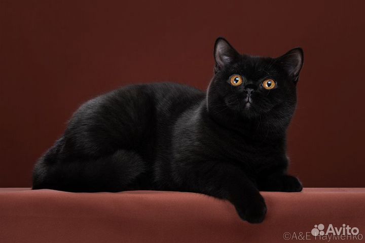 Черный кот британец
