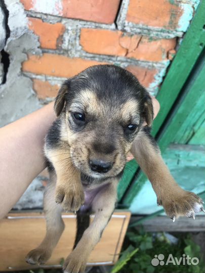Щенки лабрадора с помесью в добрые руки