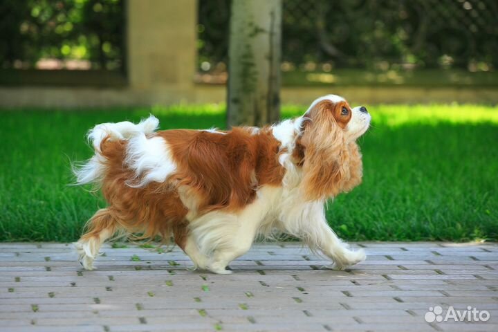 Щенки кавалер кинг чарльз спаниель