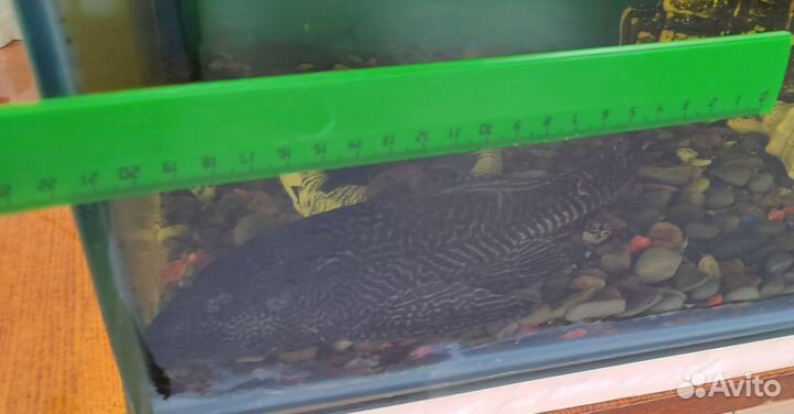 Парчевый сом