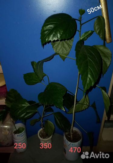 Олеандр Гибискус Эсхинантус Апельсин Джинура