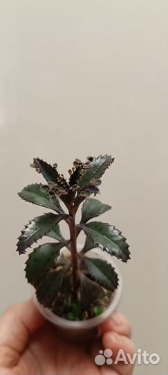 Эхиверии, красулы, седумы, сукуленты