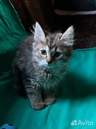 Сибирский котенок девочка 2 мес