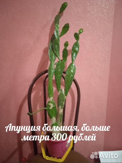 Хлорофитум кудрявый