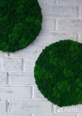 Панели из стабилизированного мха