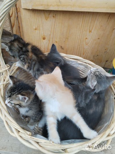Котята в добрые руки