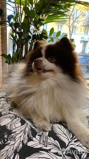 Немецкий шпиц (кобель) вязка