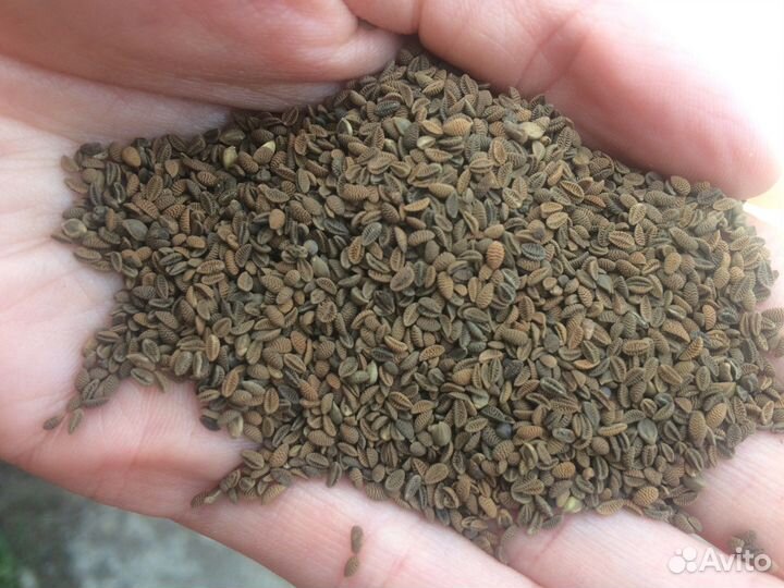 Фацелия эспарцет семена медоносов