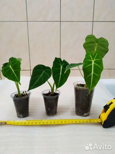 Алоказия фрайдек, мишольца, Alocasia Frydek