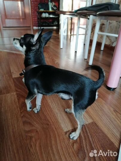 Мальчик чихуахуа ищет девочку для вязки