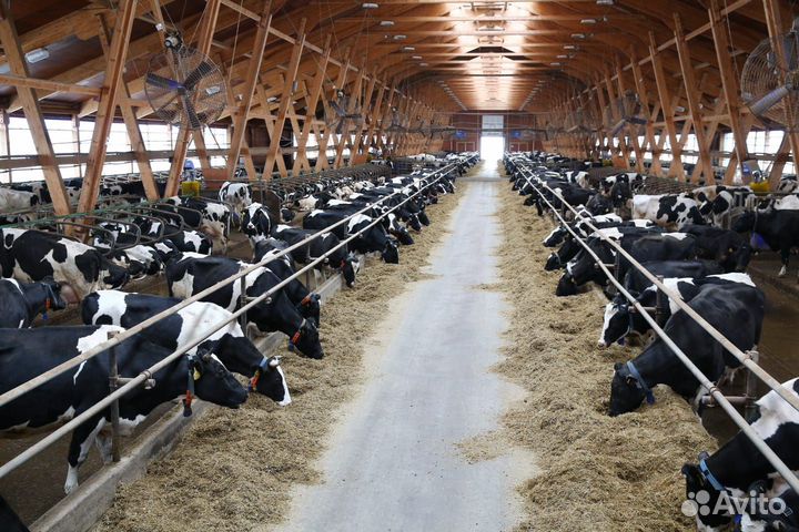 Разнорабочие в агрокомплекс с проживанием