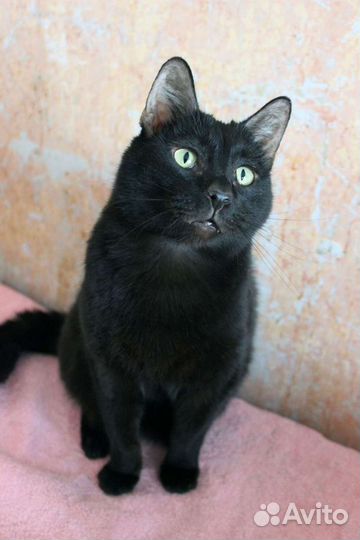 Кот Негритенок