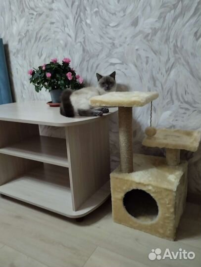 Кошка британка для вязки ищет кота