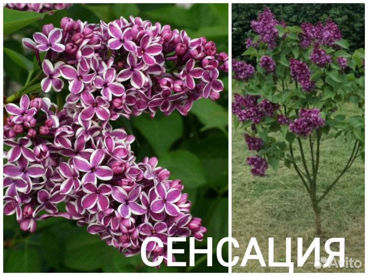 Сирень Саженцы