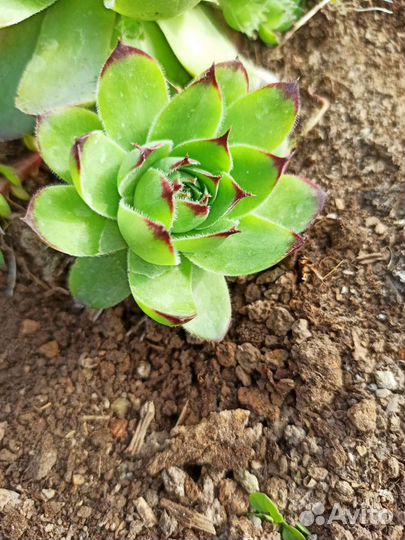 Каменная Роза или молодило