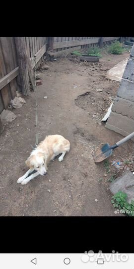 Помесь спаниеля