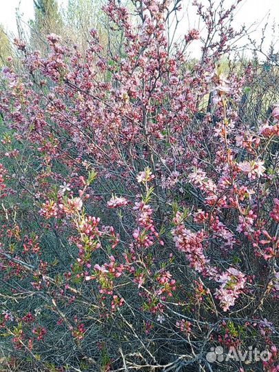 Саженцы Миндаль Миндальное дерево Барбарис
