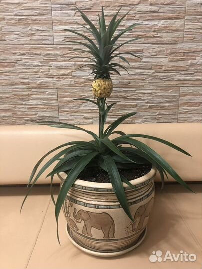 Экзотическое растение Ананас