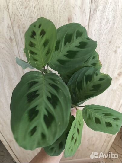 Маранта Керховена