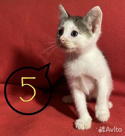 Котятки- малыши в поисках дома