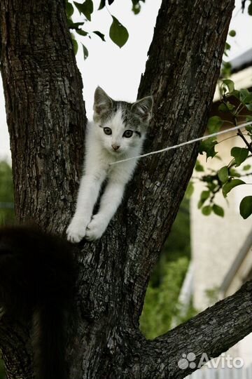 Котята в добрые руки даром 2 девочки