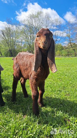 Нубийские козы камори козлики