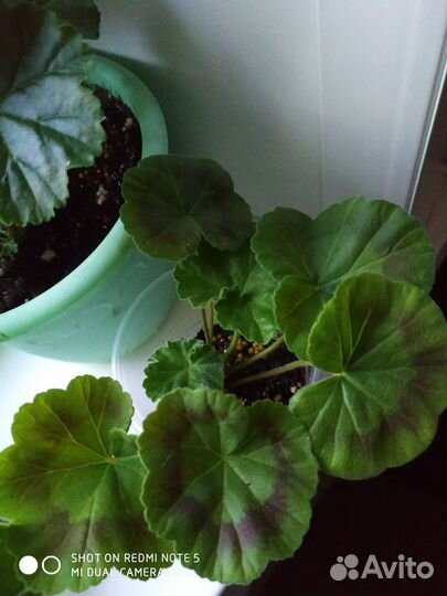 Пеларгония сорт wendy read