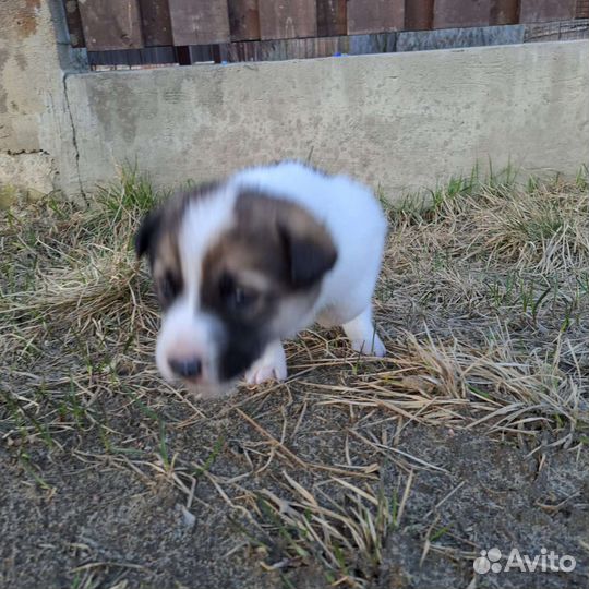 Щенок без породы