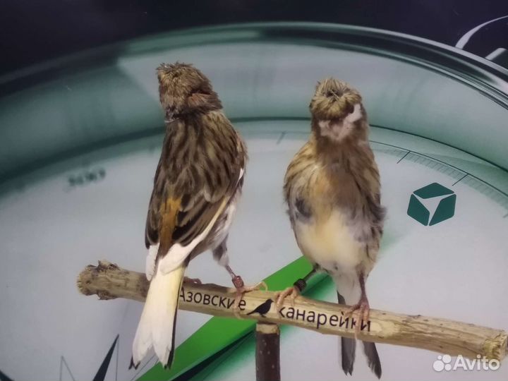 Португальский арлекин