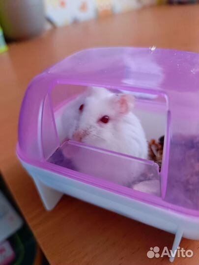 Джунгарский хомяк с клеткой