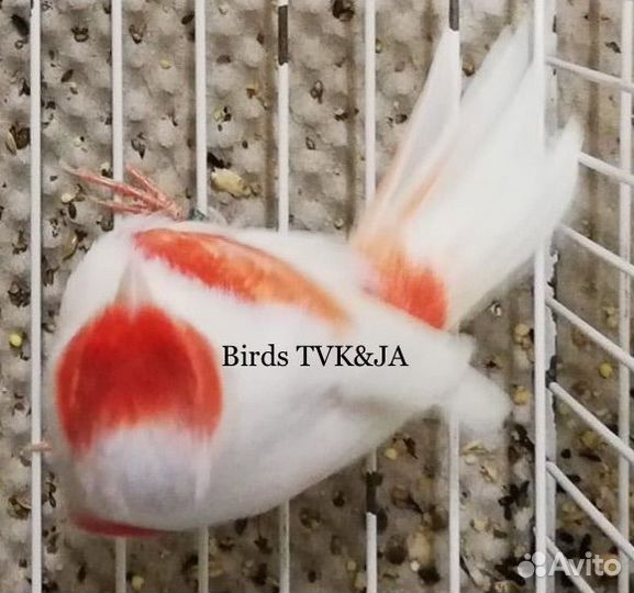 Кенара и канарейки