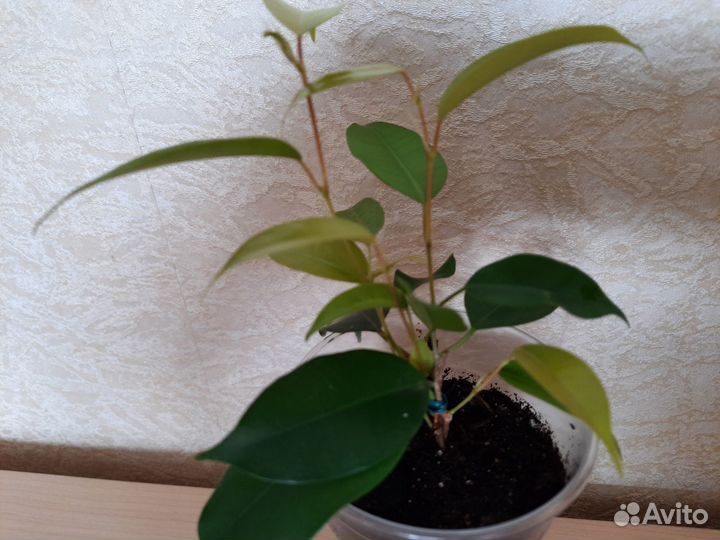 Фикус Бенджамина Эстер
