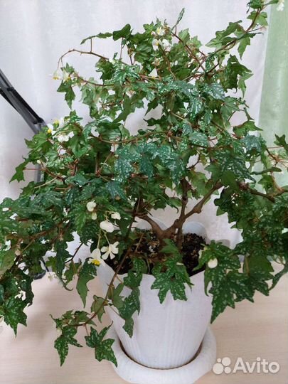 Комнатные цветы. Бегония каудексная (бегония дрега