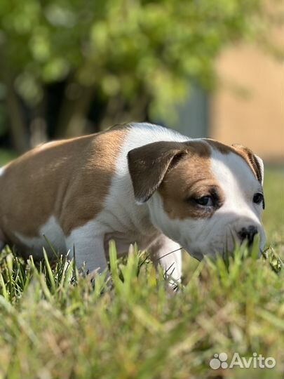 Американский стаффордширский терьер- мальчик