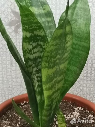 Сансевиерия ханни