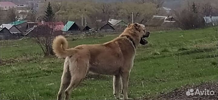 Вязка кангал