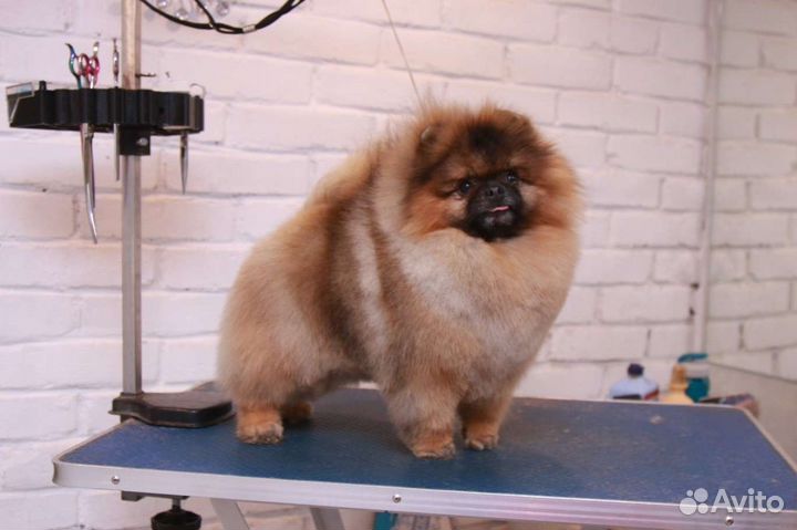 Стрижка шпица