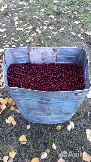 Клюква свежая