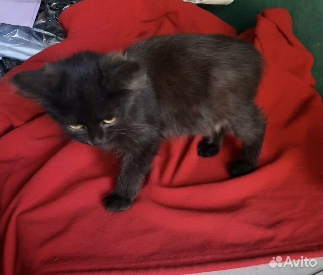 Шоколадная кошечка