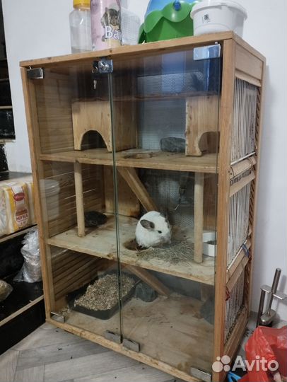 Шиншиллы с витриной