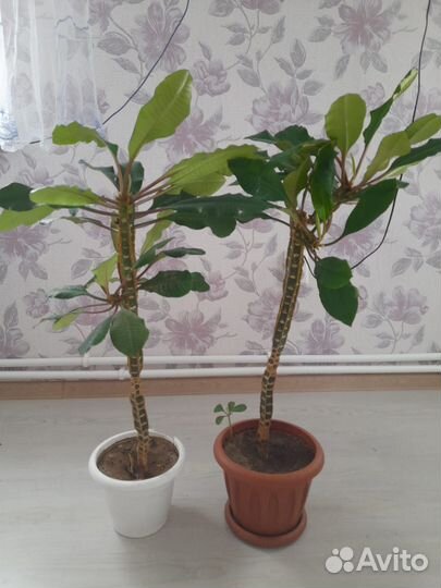 Молочай в горшке