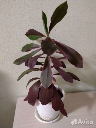 Бомерия, Синадениум и Пеперомия