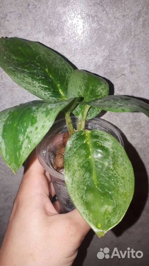 Аглаонема милки вей